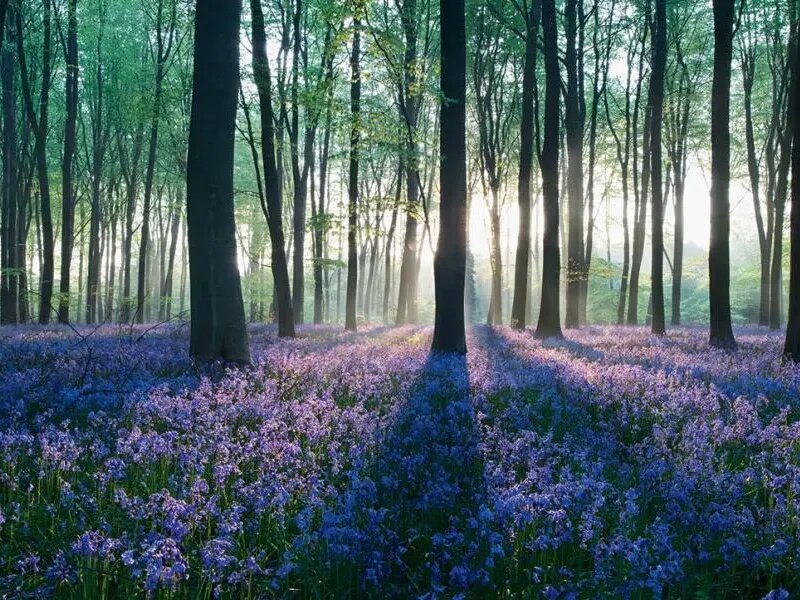 潔福（潔弗樂(lè )）塑膠地板：以生態(tài)設計為核，鑄就環(huán)保與品質(zhì)共生典范